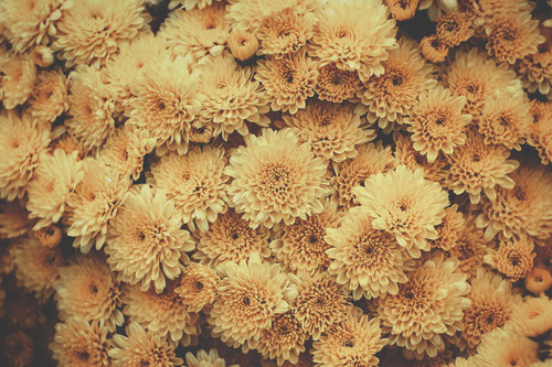 a group of yellow flowers.jpg