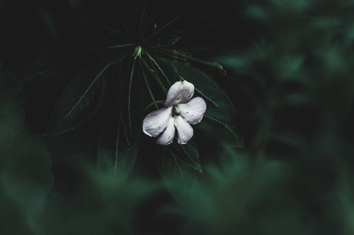 a white flower on a plant.jpg