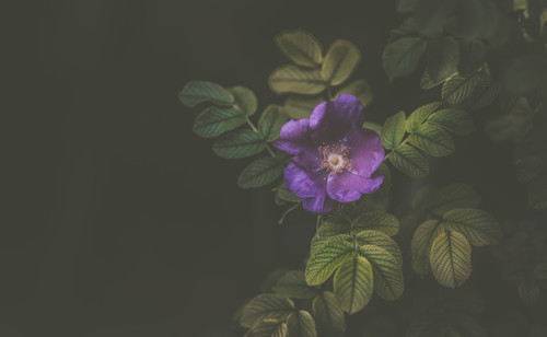 a purple flower on a plant.jpg