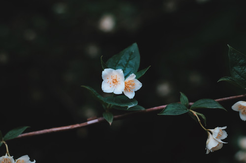 a white flowers on a branch.jpg
