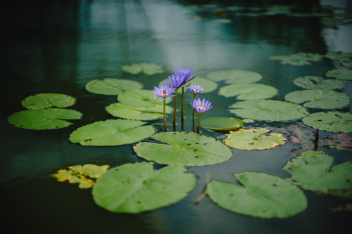 a purple flowers growing out of lily pads in a pond.jpg
