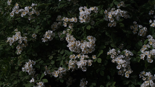 a group of white flowers on a bush.jpg