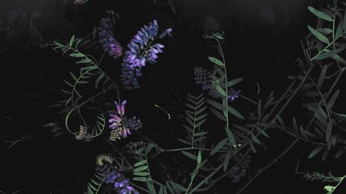 purple flowers on a black background.png