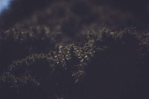 a close up of plants.jpg