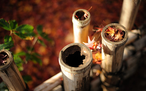 a group of bamboo poles with leaves on them.jpg