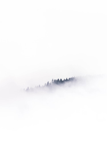 a foggy forest in the mountains.jpg
