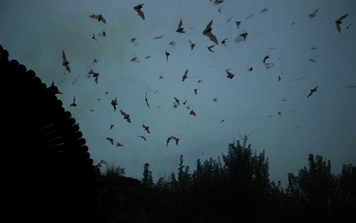a group of bats flying in the sky.jpg