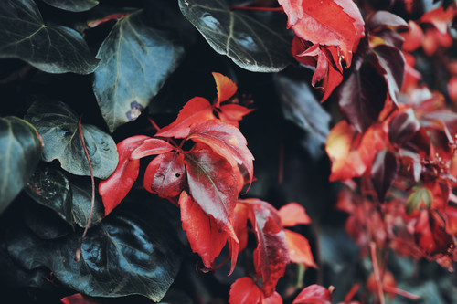 a close up of red leaves.jpg