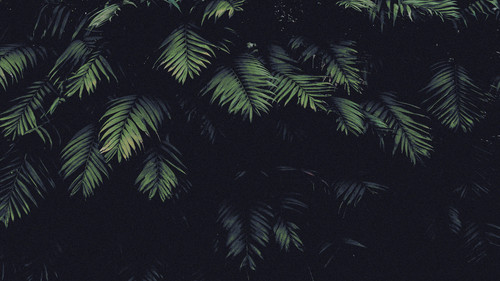 a close up of leaves.jpg