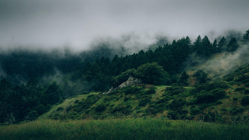 a foggy landscape with trees and grass.jpg