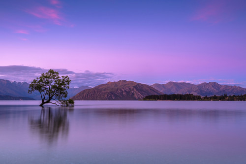 a tree in a body of water with mountains in the background.jpg