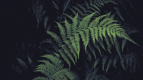 a close up of a fern.jpg