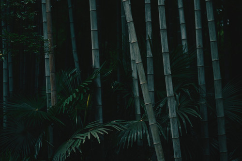 a group of bamboo trees 01.jpg
