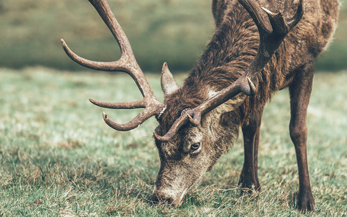 a deer with antlers grazing on grass.jpg