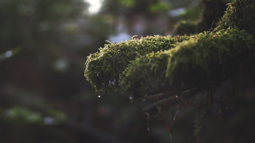 a close up of moss on a branch.jpg
