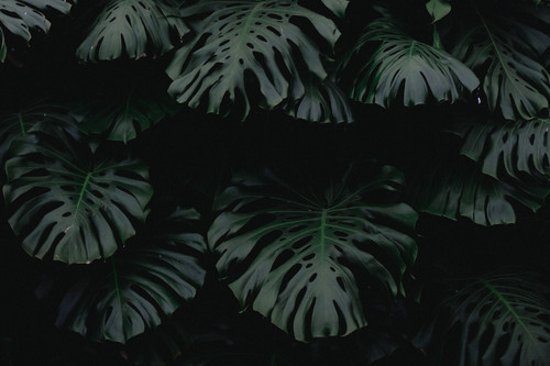 a group of dark leaves.jpg