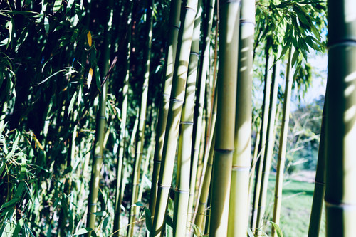 a group of bamboo trees.jpg
