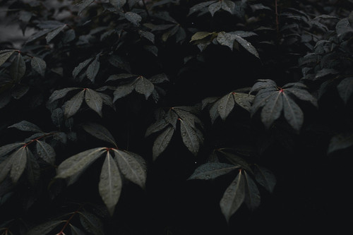 a group of black leaves.jpg