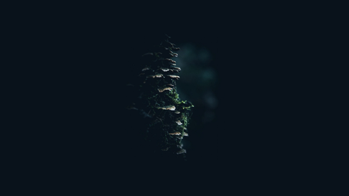 a close up of a plant.png
