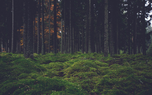 a forest with moss and trees.jpg