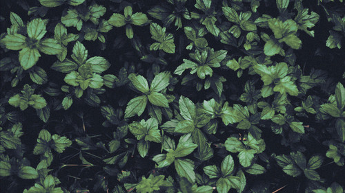 a close up of leaves 01.jpg