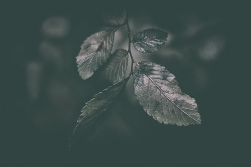 a close up of leaves 02.jpg