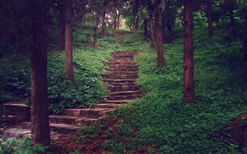 a stone stairs in a forest.jpg