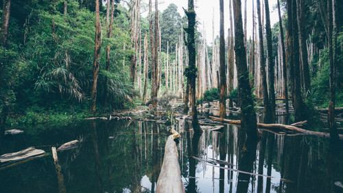a log in a body of water surrounded by trees.jpg