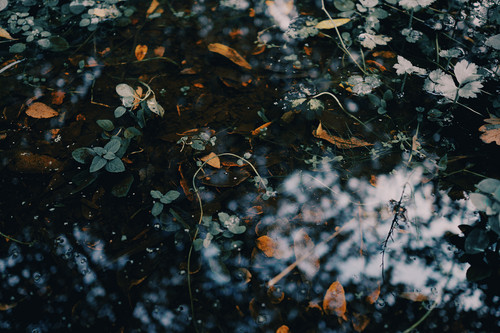 plants leaves in the water.jpg