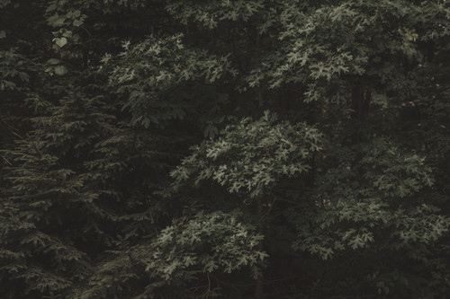a group of trees with green leaves.jpg