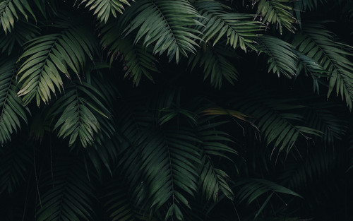 a group of green leaves.jpg