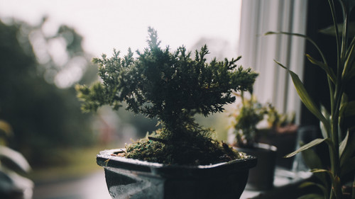 a small plant in a pot.jpg