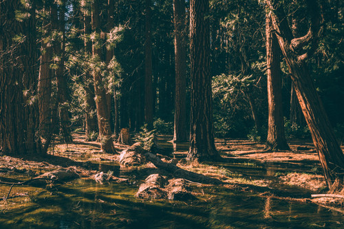 a stream in the woods.jpg