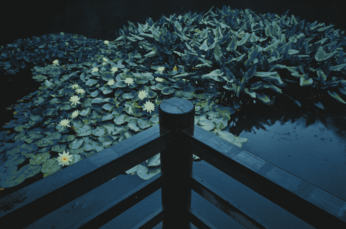 a pond with lily pads and a wooden fence.png