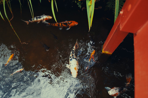 a group of fish swimming in a pond.jpg