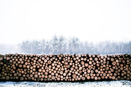 a pile of logs in a snowy field.jpg