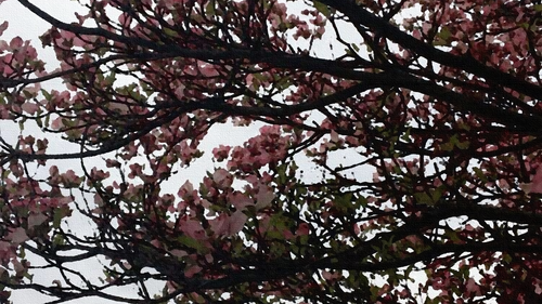 a tree with pink flowers.png