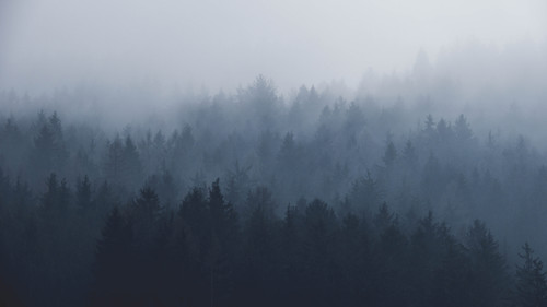 a foggy forest with trees 05.jpg