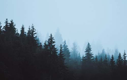 a group of trees in the fog 01.jpg