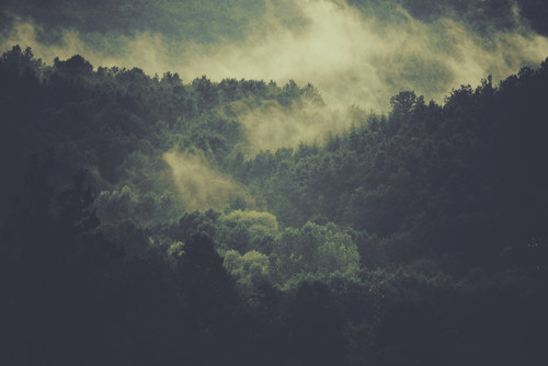 a foggy forest with trees.jpg