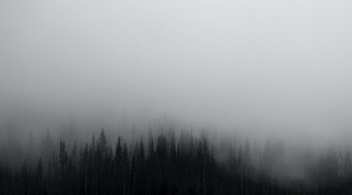 a group of trees in the fog 02.jpg