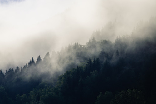 a foggy forest with trees 04.jpg