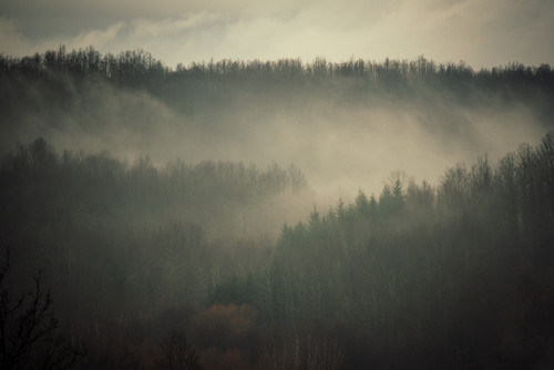 fog in the forest with trees and fog.jpg