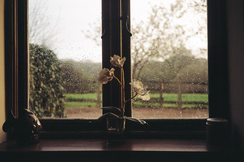 a flower in a window.jpg