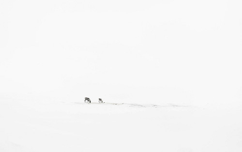 two animals in the snow.jpg