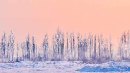 a group of trees in a snowy field.jpg