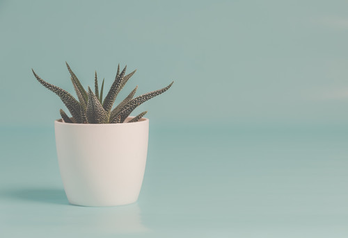 a potted plant on a blue surface.jpg