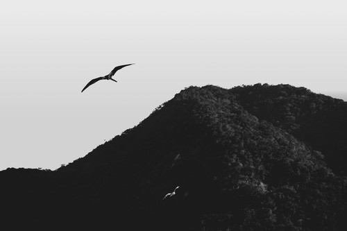 a bird flying over a mountain.jpg