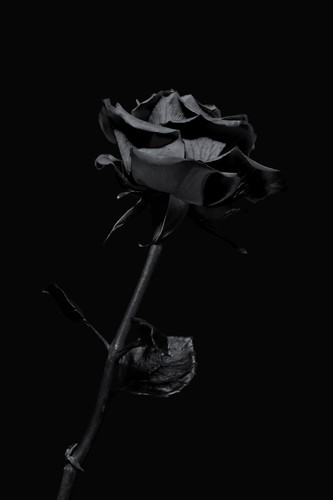 a black rose with a black background.jpg
