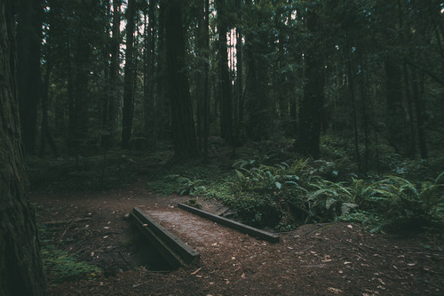a path in a forest.jpg